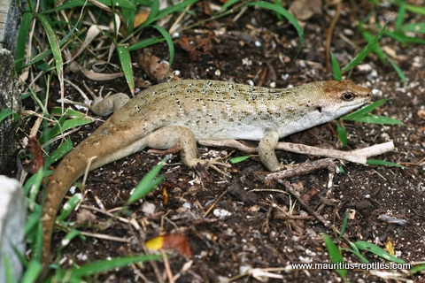 Mauritus Skinks